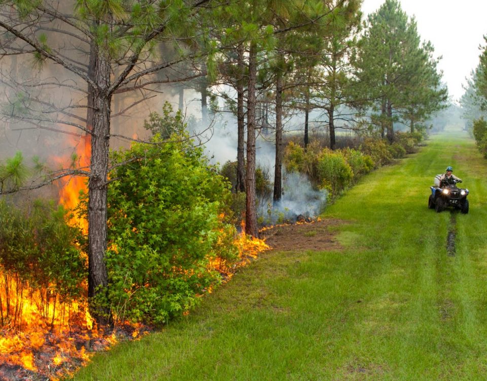 Prescribed fire in Hal Scott Regional Preserve