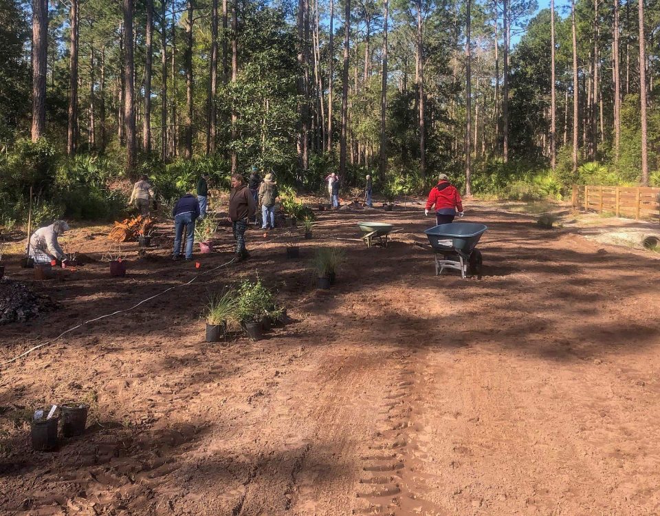 Volunteers planing shrubs