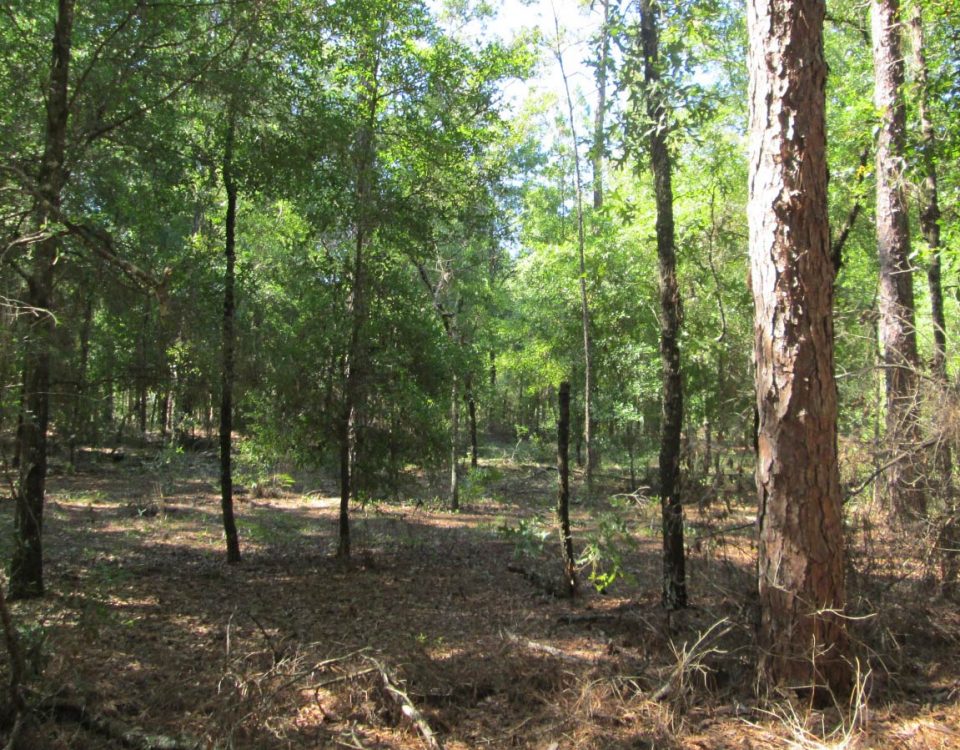 Trees and foliage of Indian Lake State Forest