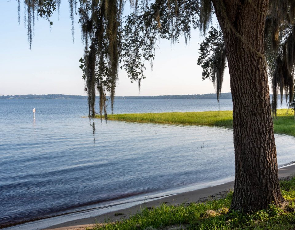 Tree standing in front of Lake Minneola