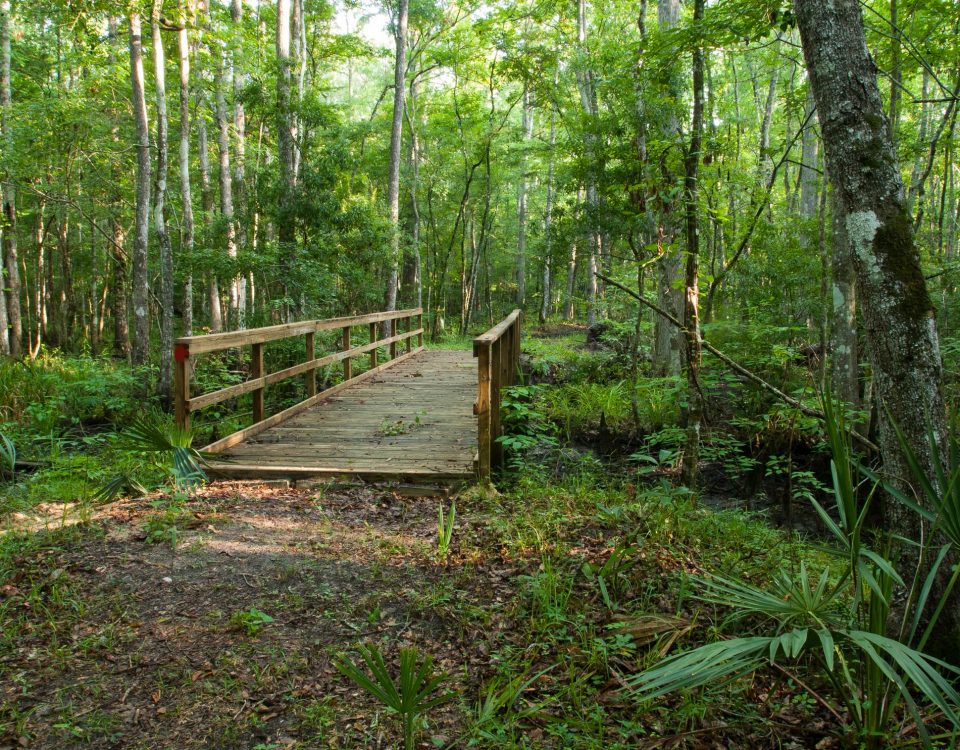 Crosswalk bridge in a forest