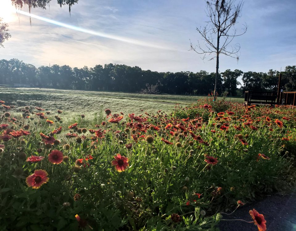 Row of red flowers