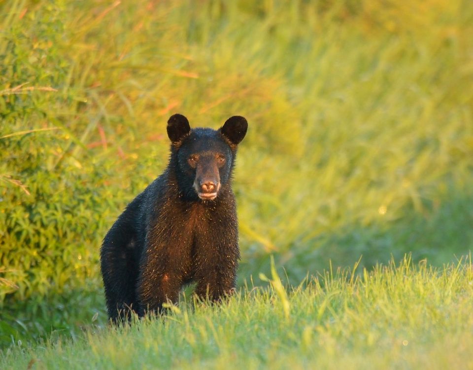 Young black bear