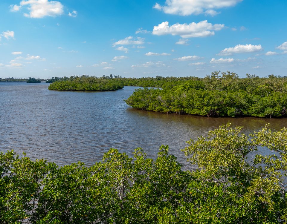 Mangrove islands in the Indian River Lagoon