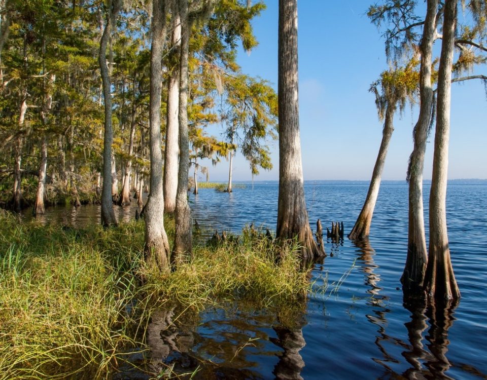 Cypress trees along the St. Johns River at Bayard Conservation Area.