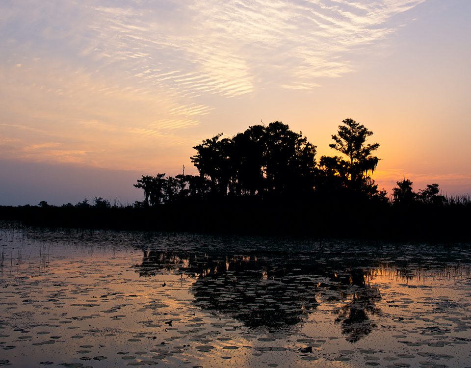 Sun rising behind a cypress dome