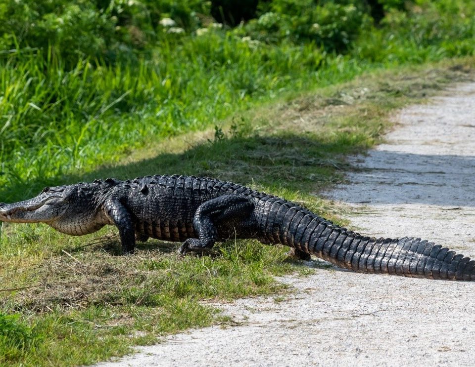 gator walking g across a path