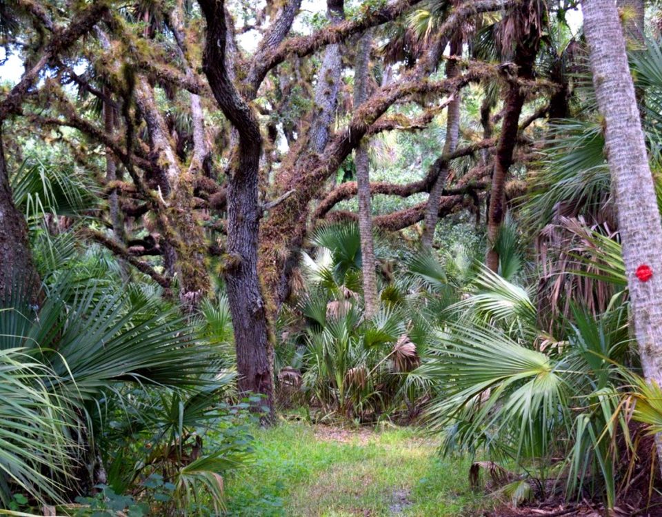 Heavily wooded trail path