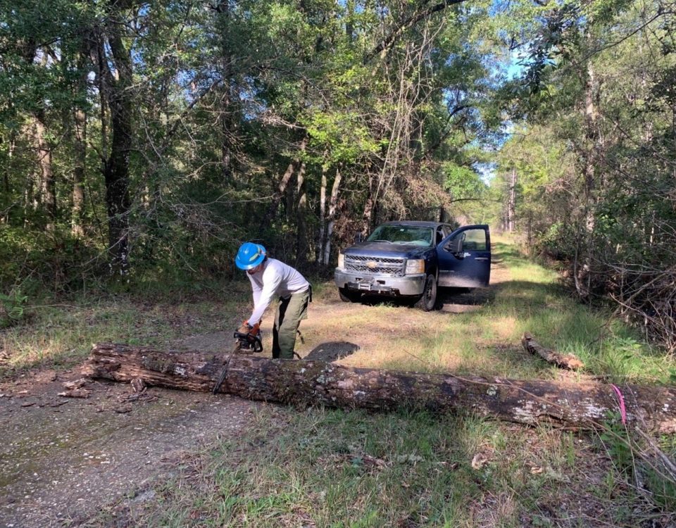 District staff are inspecting and cleaning up a fallen tree