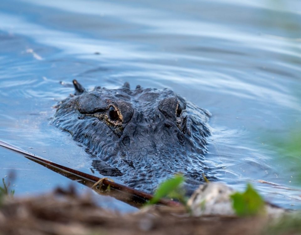 Alligator peering out of the water