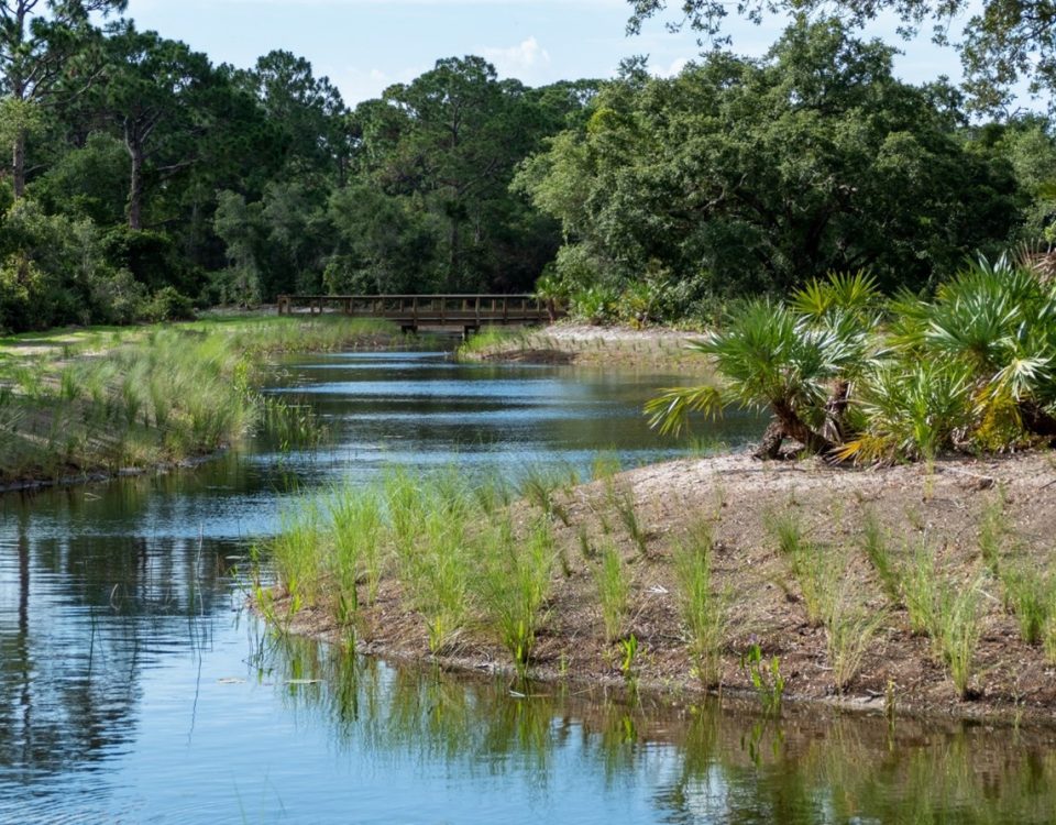 New shrubs growing next to a pond