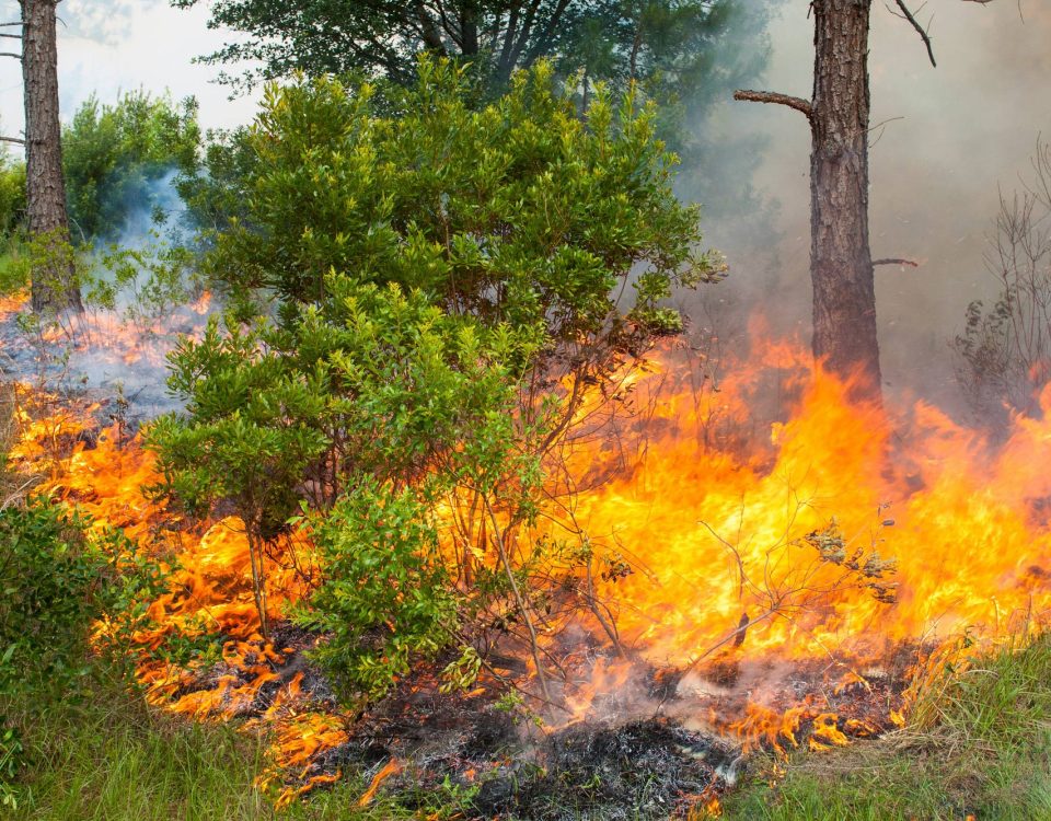 Prescribed fire burning away underbrush