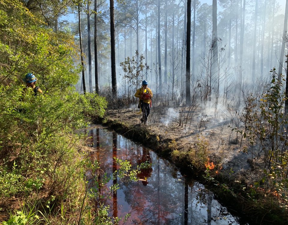 A prescribed fire burns off undergrowth in a pine forest.