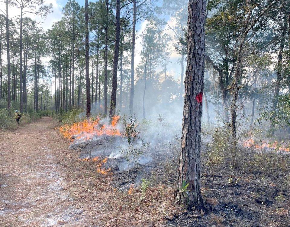 Grass burning by pine trees