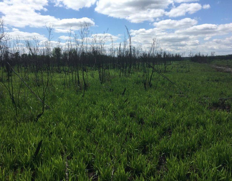 Native maidencane grass