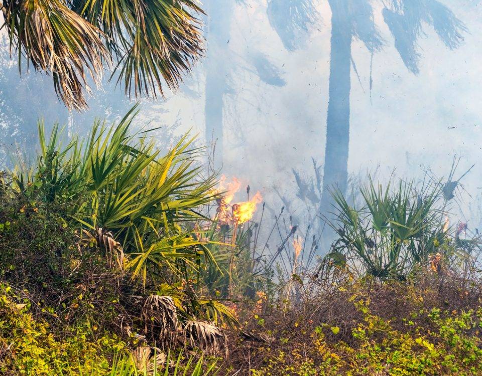 Prescribed fire burning through underbrush