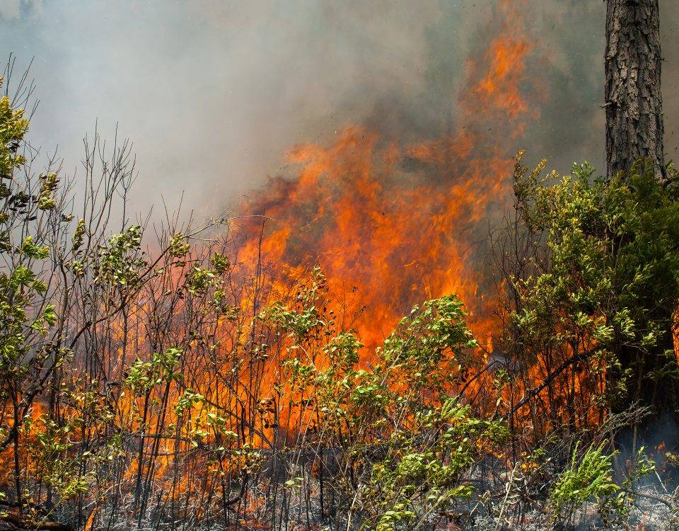 Prescribed fired burning away under brush