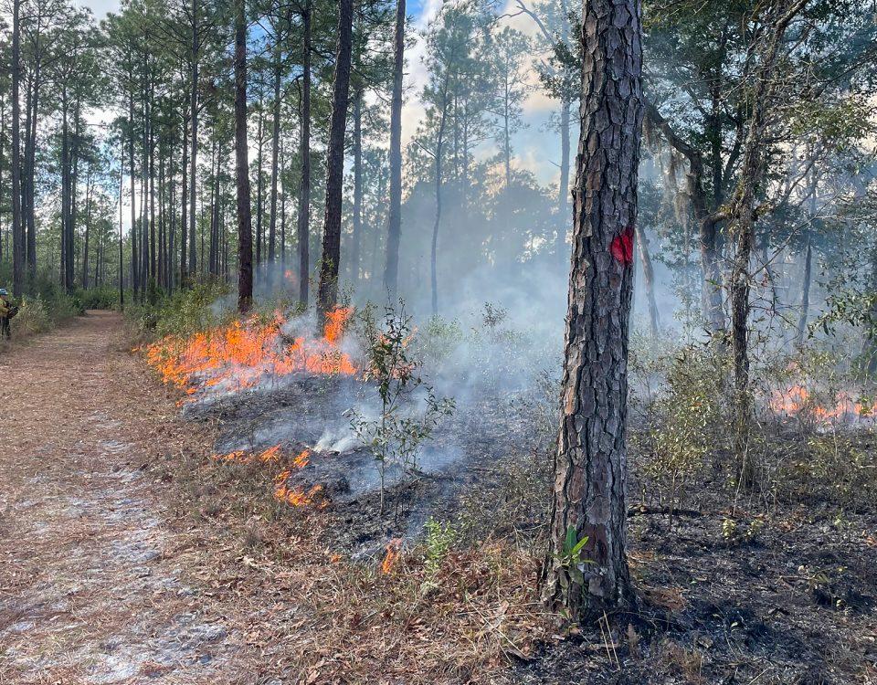 Prescribed fire burns the under brush through a pine forest