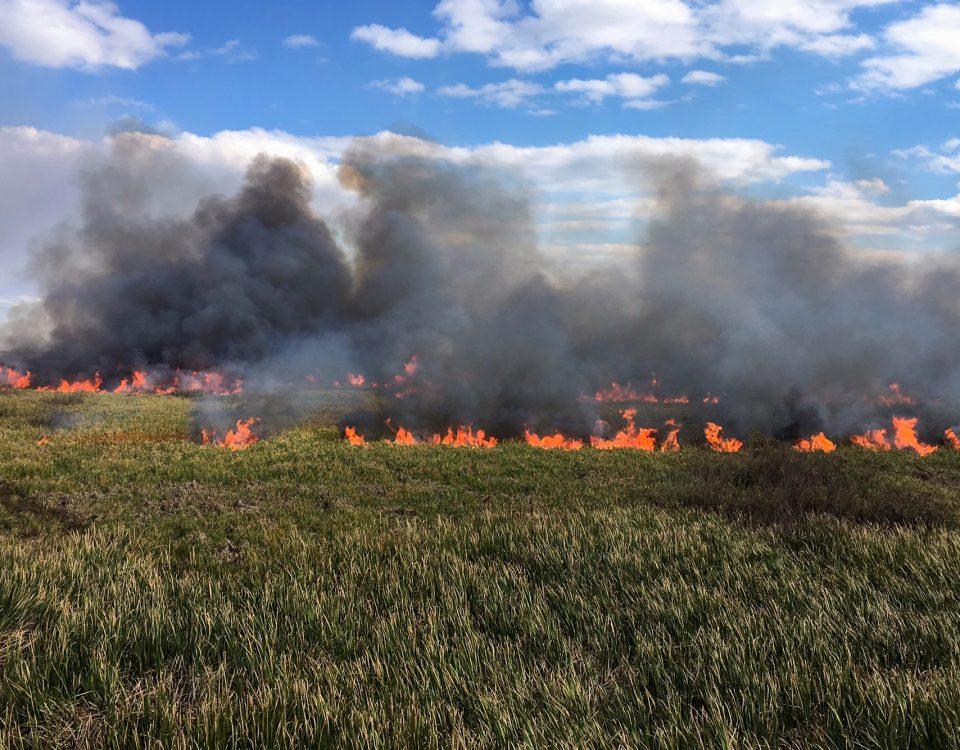 Prescribed fire burning in an open marsh