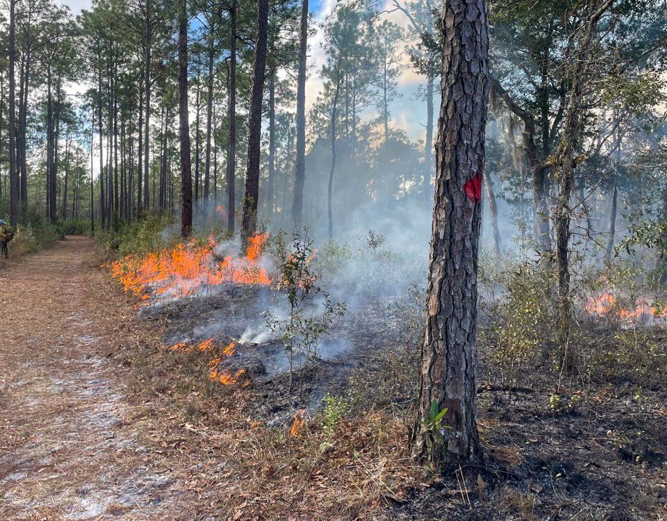 Prescribed fire burning in a pine forest